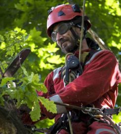 Al Miley Tree Removal