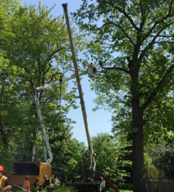 Al Miley Tree Removal