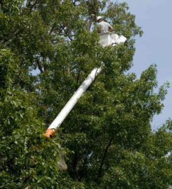 Al Miley Tree Removal