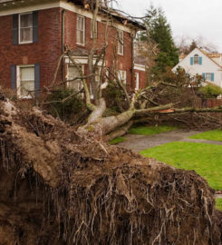 Eddie’s Bronx Tree Removal