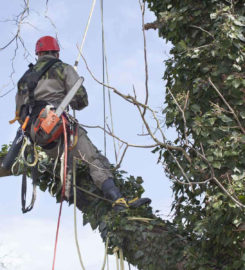 Eddie’s Bronx Tree Removal