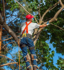 Jimmy’s Bronx Tree Company