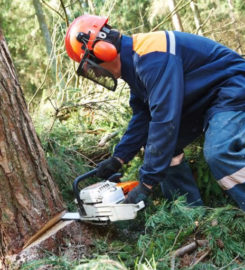 Jimmy’s Bronx Tree Company