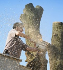 Eddie’s Bronx Tree Removal