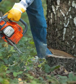 Eddie’s Bronx Tree Removal