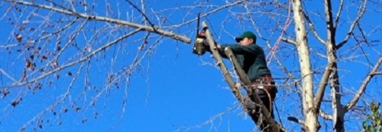 Tree Cutting Services Pros