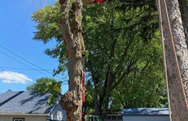 Coventry Tree Surgery