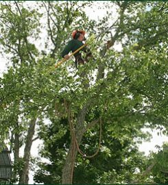 AAA Tree Experts